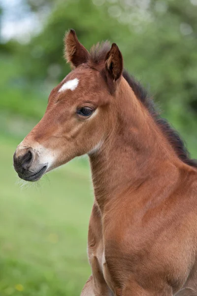 Portrait Beau Poulain Quart Cheval — Photo