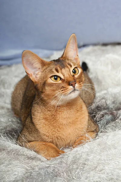 Портрет Красивой Кошки Абиссинской Кошки — стоковое фото