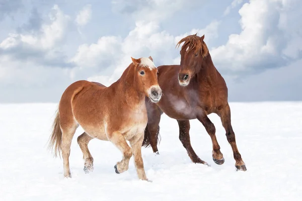 Dwa Konie Grając Razem Zimie Pastwisko — Zdjęcie stockowe