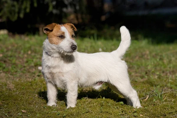 Szép Pózolás Jack Russel Terrier — Stock Fotó
