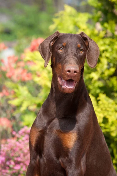 Retrato Buen Doberman —  Fotos de Stock