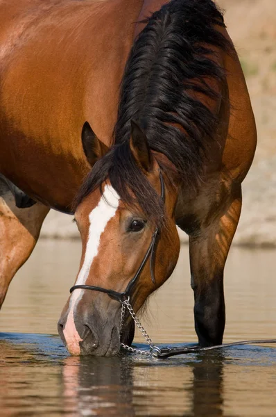 Bel Cavallo Marrone Acqua — Foto Stock