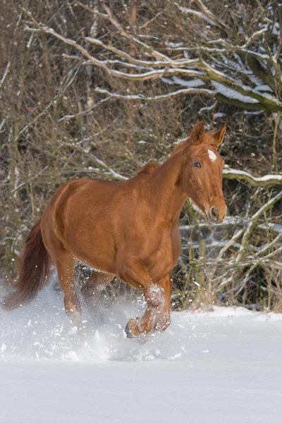 Portrait Running Happy Horse — Stock Photo, Image