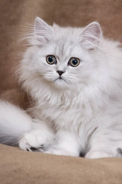 Silver Chinchilla Persian Kitten Brown Background — Stock Photo, Image