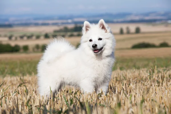 Güzel Alman spitz portresi