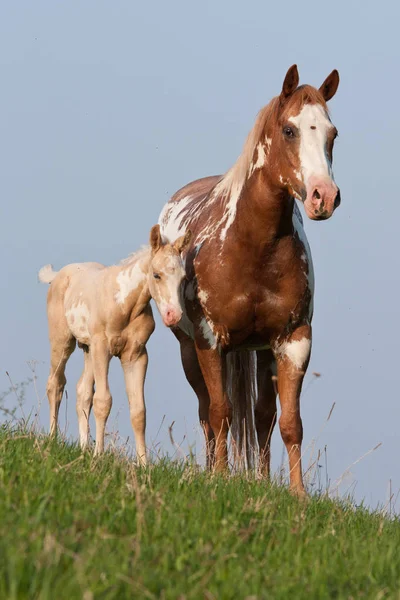 Retrato Cavalos Pintura Agradável — Fotografia de Stock