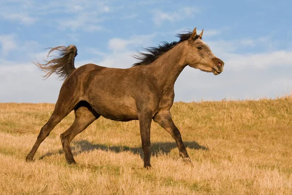 Cavalo Árabe Gosta Correr Através Prado — Fotografia de Stock