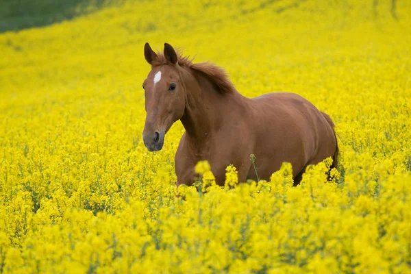 菜種分野で馬を実行 — ストック写真