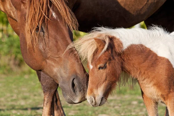 素敵な大小の馬の肖像画 — ストック写真