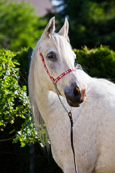 Potret Kuda Arab Yang Bagus — Stok Foto