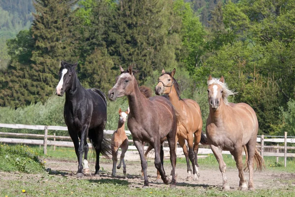 Flok Heste Der Løber Eng Naturen Udendørs - Stock-foto