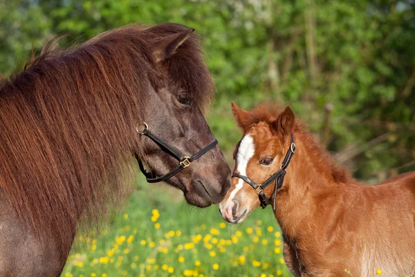 彼女の馬 シェトランドポニー マーレ — ストック写真