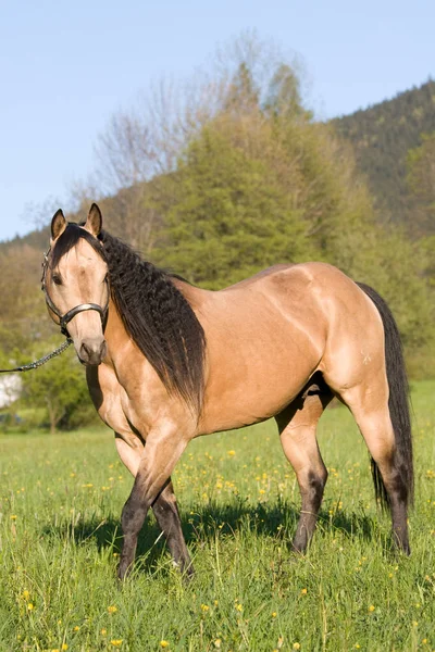 Hermoso Americano Cuarto Caballo Semental Posando —  Fotos de Stock