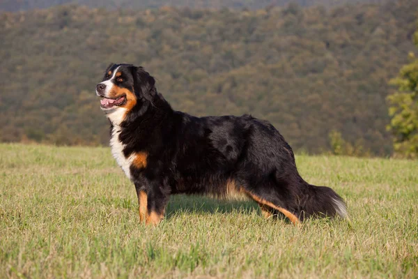 Retrato Bonito Perro Montaña Bernés — Foto de Stock