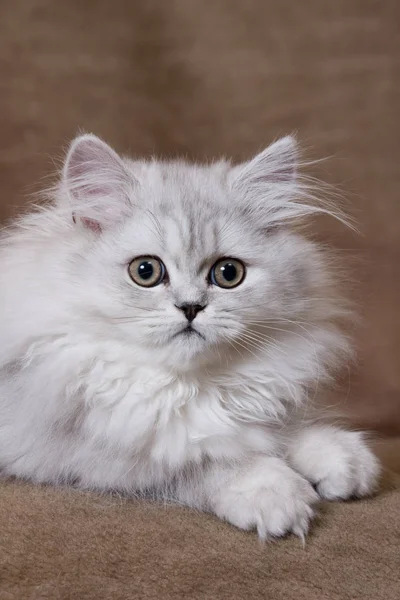 Szynszyla Srebrny Kotek Perski Brązowym Tle — Zdjęcie stockowe