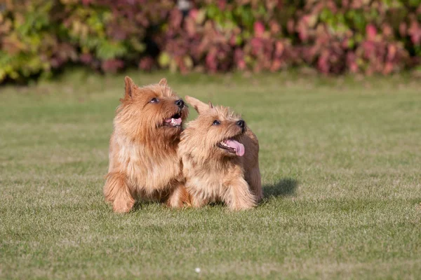Dois Agradável Norwich Terrier — Fotografia de Stock