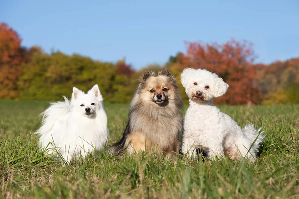 Retrato Três Cães Agradáveis — Fotografia de Stock