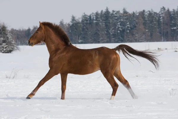 Portrait Running Brown Horse — Stock Photo, Image