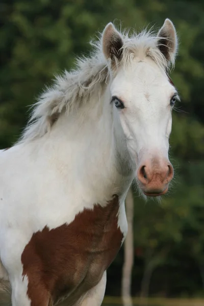 Portrait Nice Foal Irish Cob — Stock Photo, Image