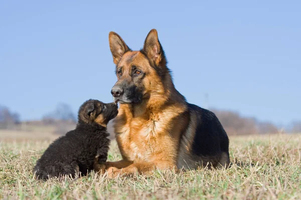Dişi Alman Çoban Köpek Ile Tatlı Bir Köpecik — Stok fotoğraf
