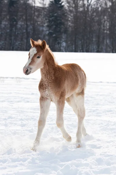 Sweet Foal Running Snowy Meadow — Stock Photo, Image
