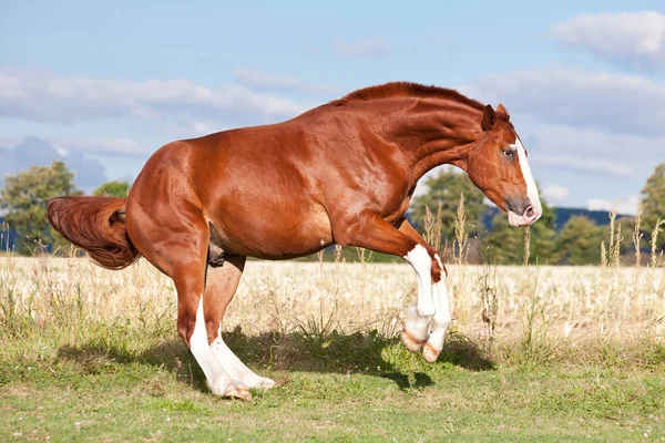 夏の牧草地で実行していいのスイバ馬 — ストック写真