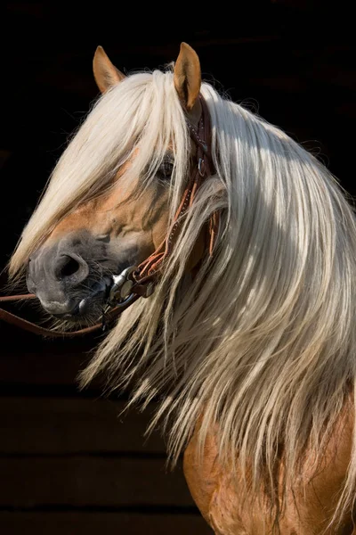 自然の牧草地で実行されている馬 — ストック写真