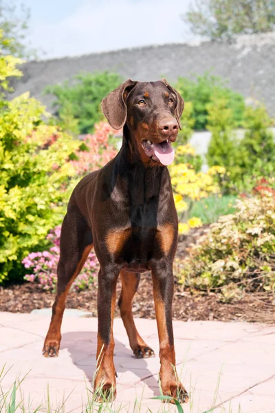 Retrato Bom Doberman — Fotografia de Stock