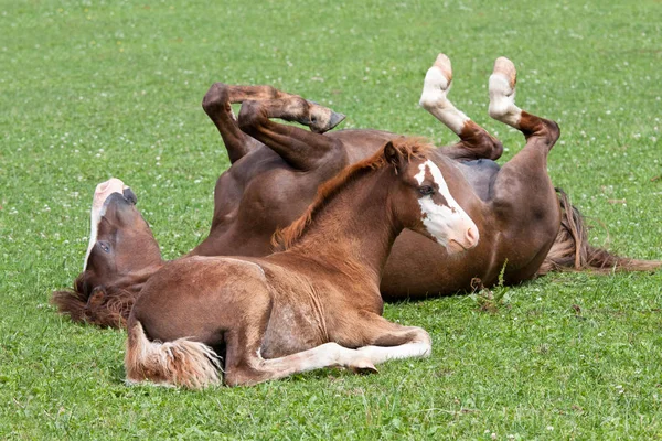 Matka Její Hříbě Welsh Pony — Stock fotografie