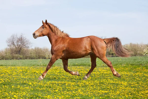 Ładny Duży Koń Biegania — Zdjęcie stockowe