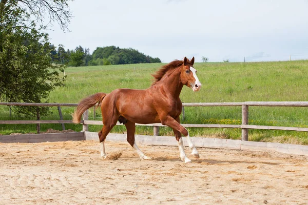 Retrato Bonito Caballo Sangre Caliente —  Fotos de Stock