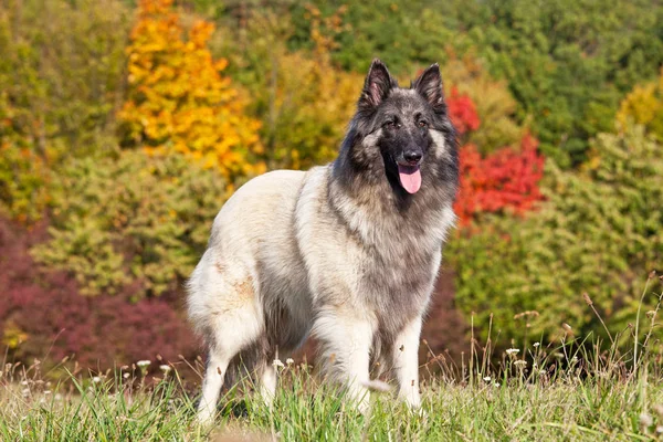 Güzel Belçika çoban köpeği portresi