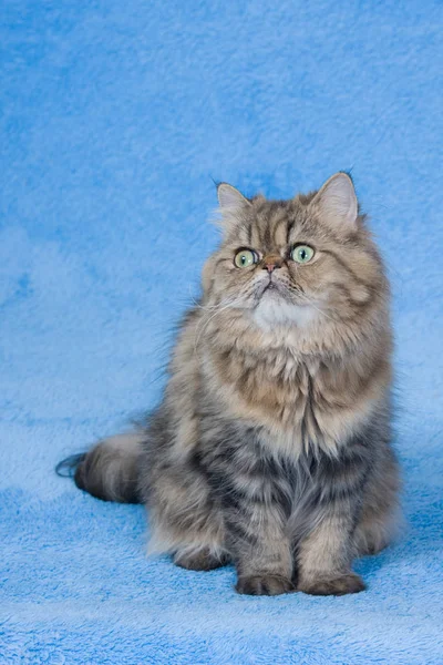 Kot Perski Złoty Szynszyli Niebieskim Tle — Zdjęcie stockowe