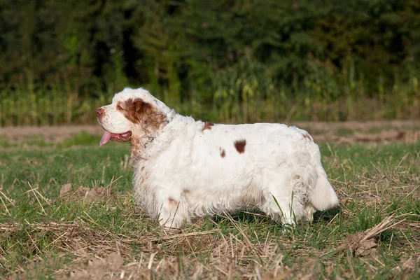 Güzel clumber spaniel portresi