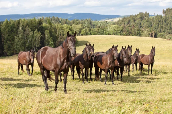 Portrét Stádo Černých Kladrubian Koní — Stock fotografie