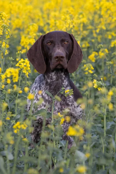 Porträtt Tyska Short Hair Pointer — Stockfoto