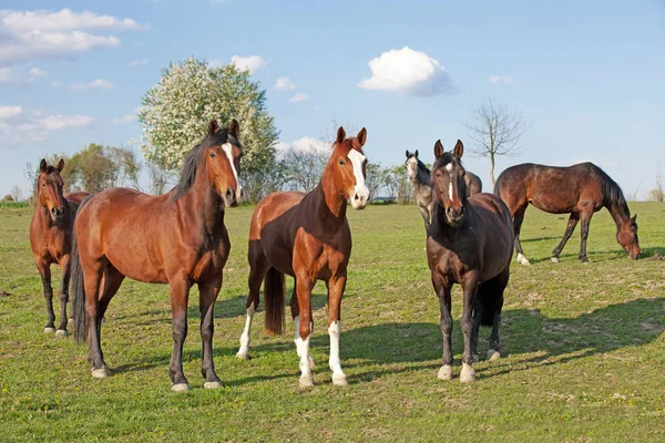 Herd Horses Posing — Stock Photo, Image