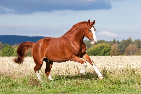 Bel Cavallo Acetosa Che Corre Sul Pascolo Estate — Foto Stock