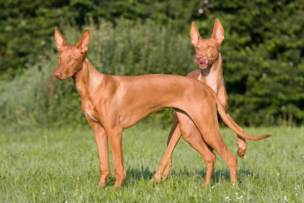 Dua Anjing Berdiri Padang Rumput Firaun Hound — Stok Foto