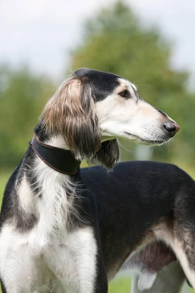 Retrato Perro Bonito Saluki —  Fotos de Stock