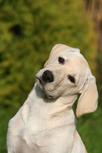 Cabeça Belo Labrador Retrato — Fotografia de Stock