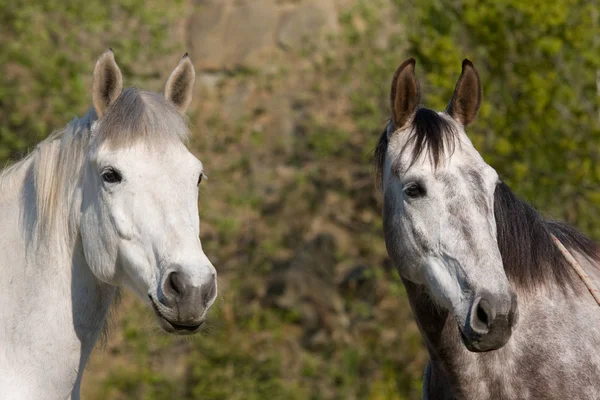 Dos Caballos Mirando Naturaleza Aire Libre —  Fotos de Stock