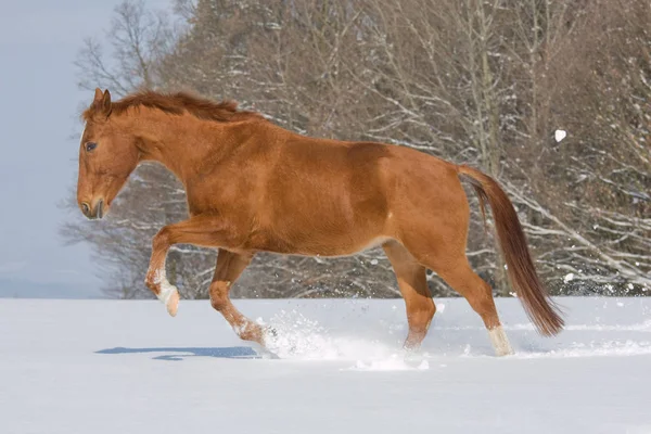 Portrait Running Sorrel Horse — Stock Photo, Image