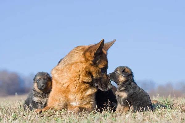 İki yavru dişi Alman çoban köpek 