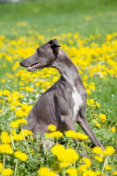 Retrato Bom Galgo Italiano — Fotografia de Stock