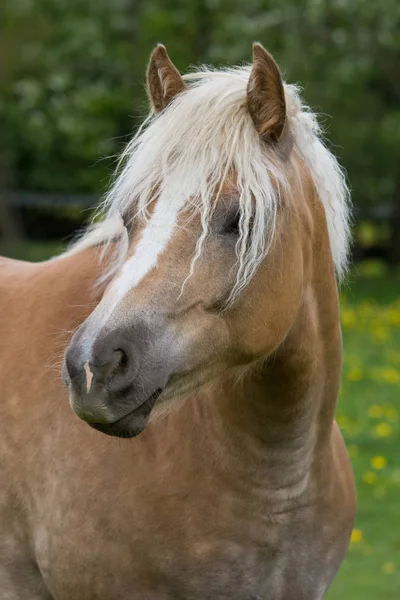 Ritratto Bel Pony Haflinger — Foto Stock