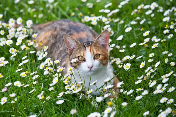 Portret Van Mooie Kat — Stockfoto