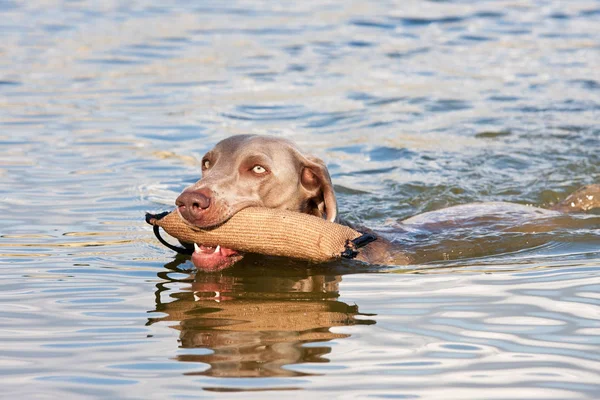 Weimaraner Dog Swimming Stick — Stock Photo, Image