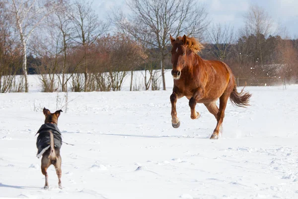 Cão Cavalo Brincando Juntos Pasto — Fotografia de Stock