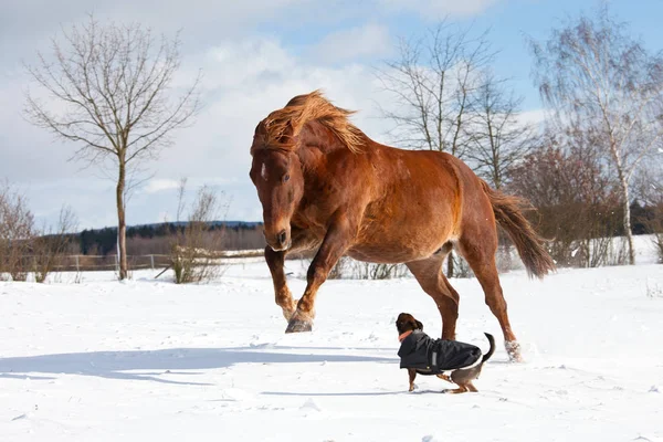 Cão Cavalo Brincando Juntos Pasto Inverno — Fotografia de Stock